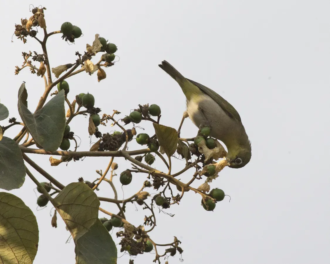 File:Zosterops abyssinicus (17796758236).jpg