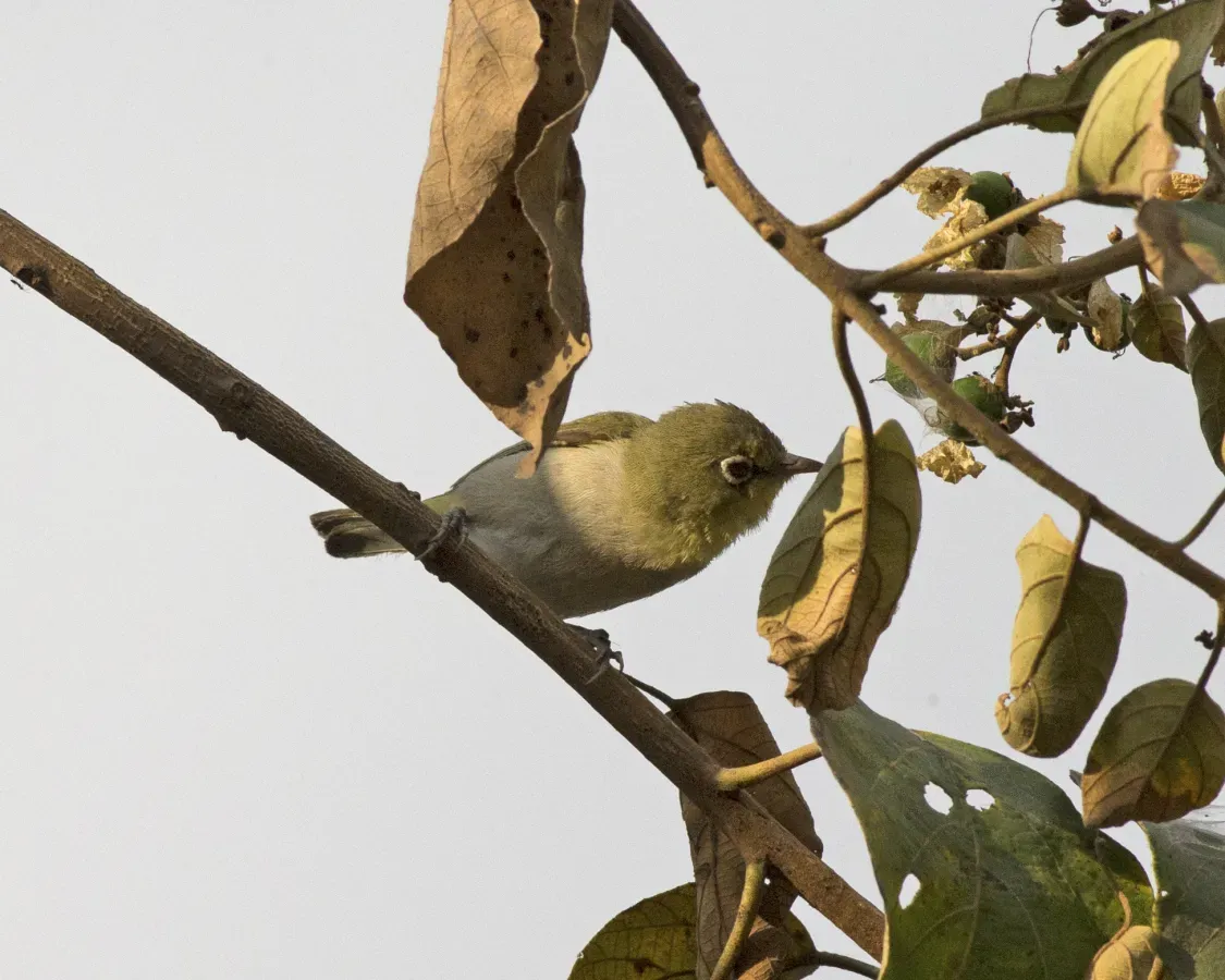 File:White-breasted White-eye ( Zosterops abyssinicus) (17737048951).jpg