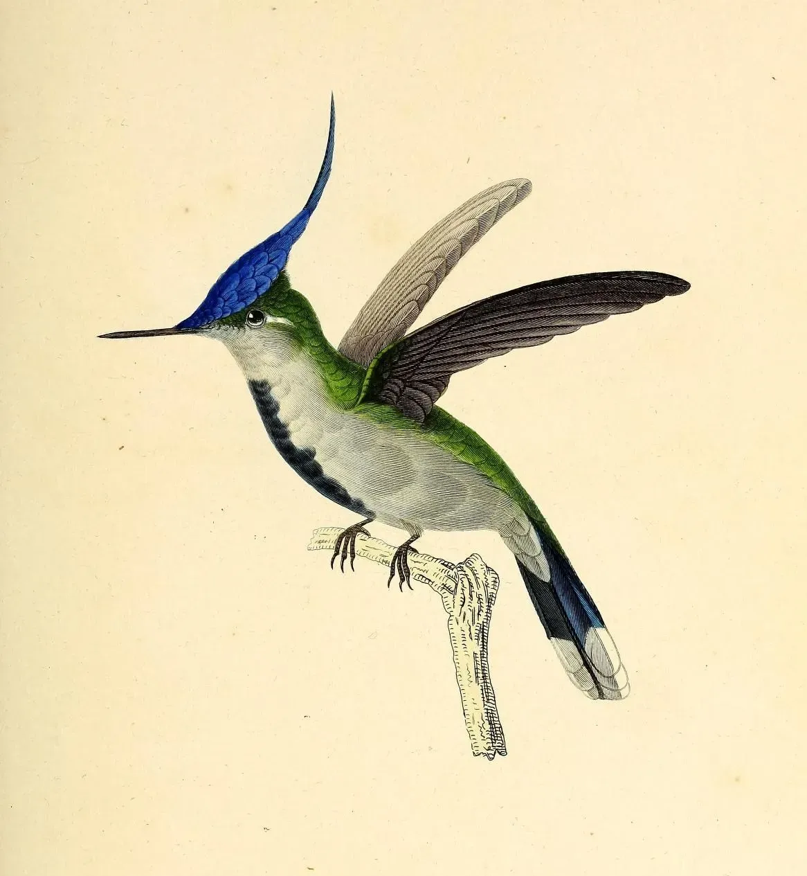 File:Purple-crowned plovercrest (Stephanoxis loddigesii) - BioDivLibrary (cropped).jpg