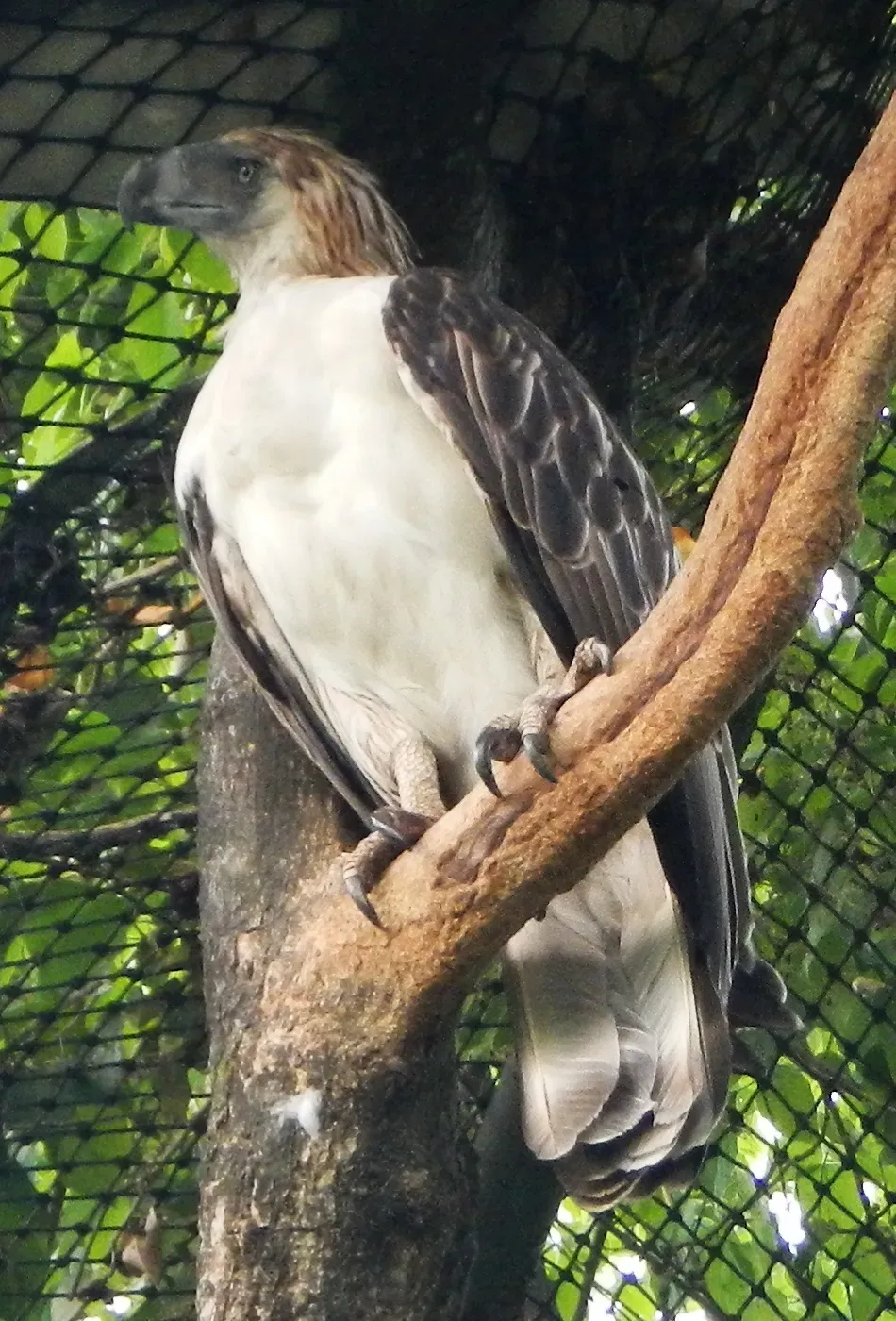 File:Philippine Eagle Pithecophaga jefferyi.jpg