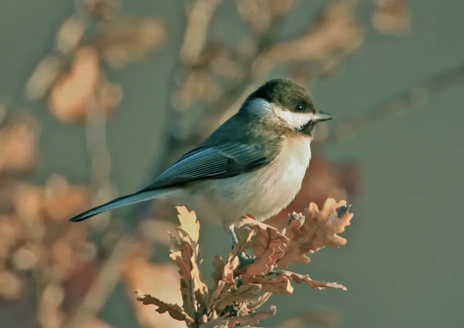 File:Poecile lugubris, Bulgaria 1.jpg