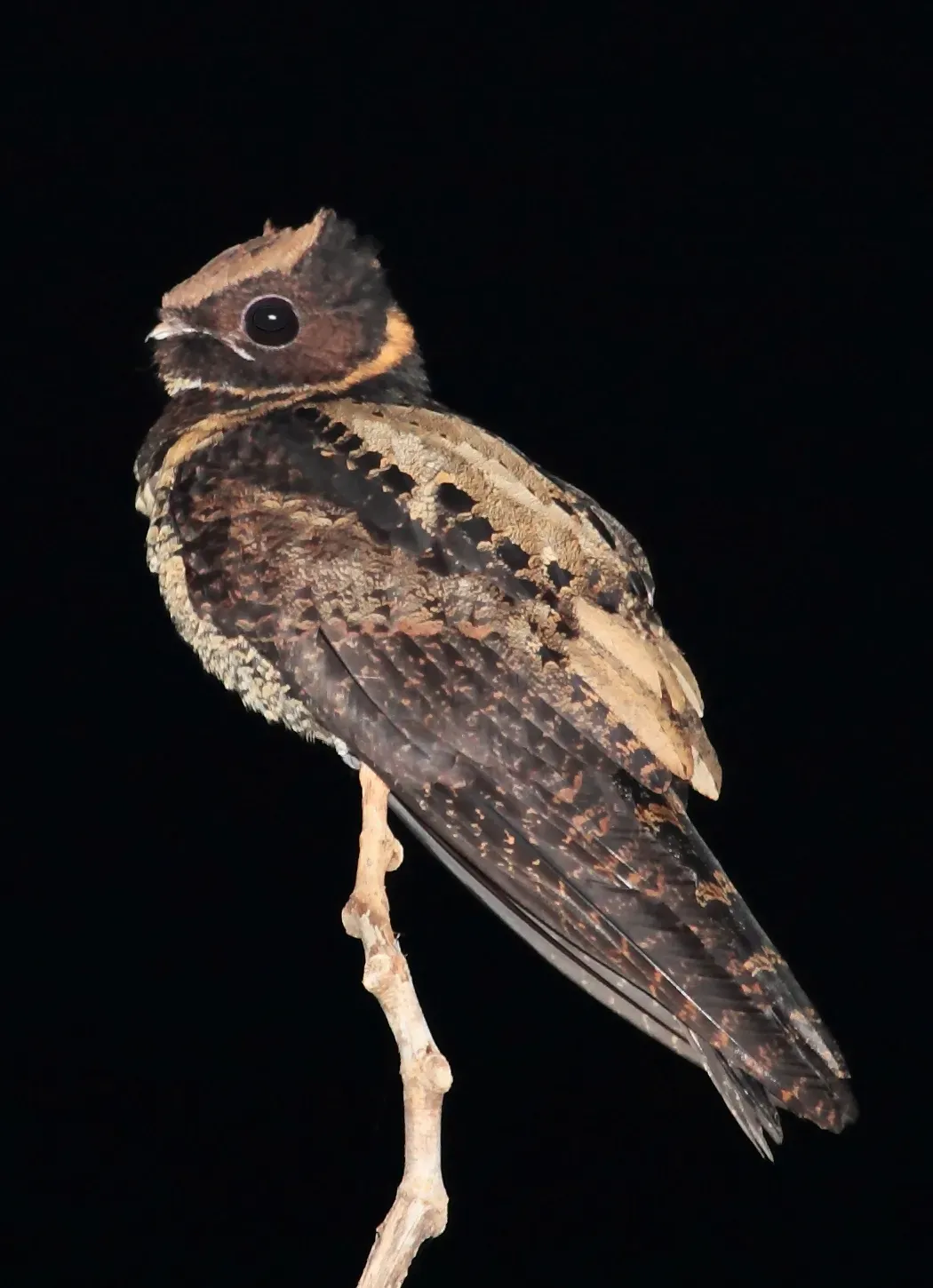File:Большой ушастый козодой Lyncornis macrotis.jpg