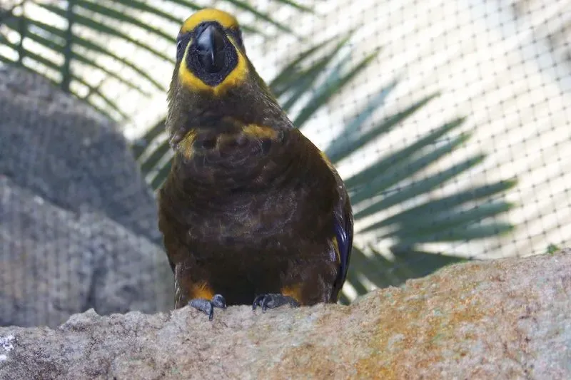 File:Brown Lory (Chalcopsitta duivenbodei) -3.jpg