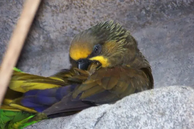 File:Brown Lory (Chalcopsitta duivenbodei) -2.jpg