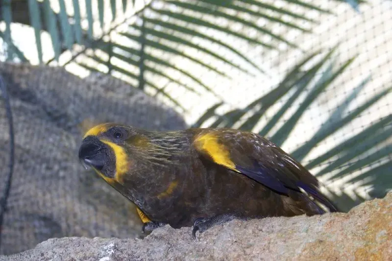 File:Brown Lory (Chalcopsitta duivenbodei)-5.jpg