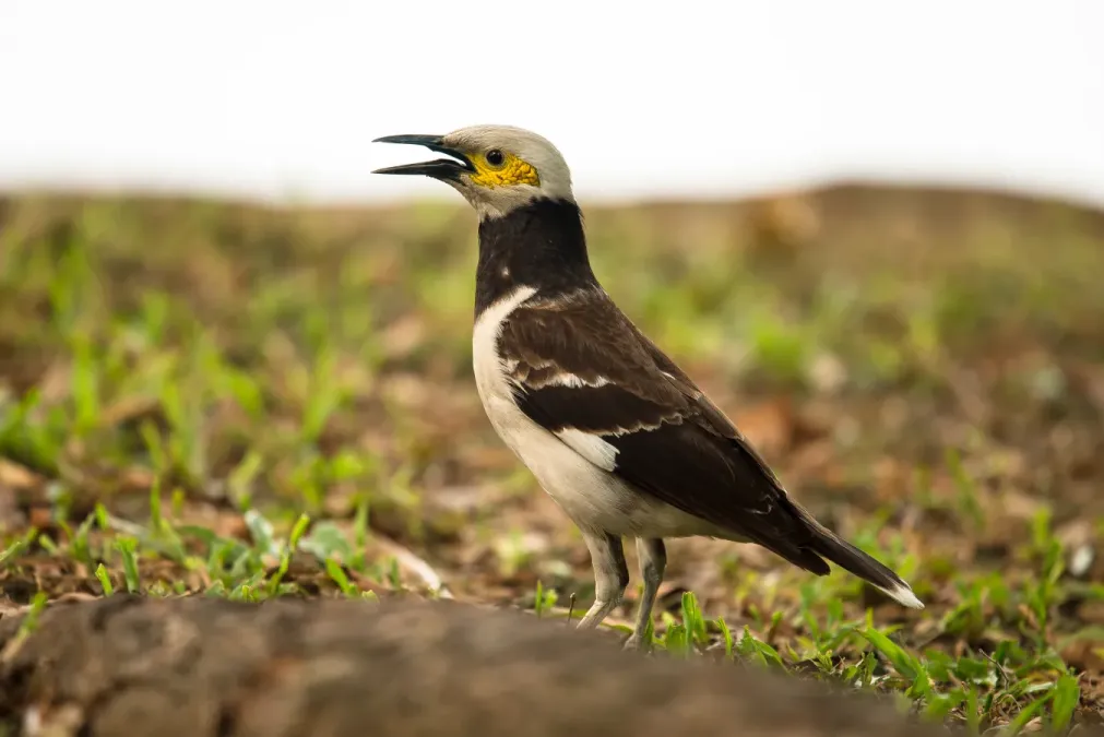 File:Gracupica nigricollis, Black-collared starling - Lumpini Park, Bangkok (19348985514).jpg