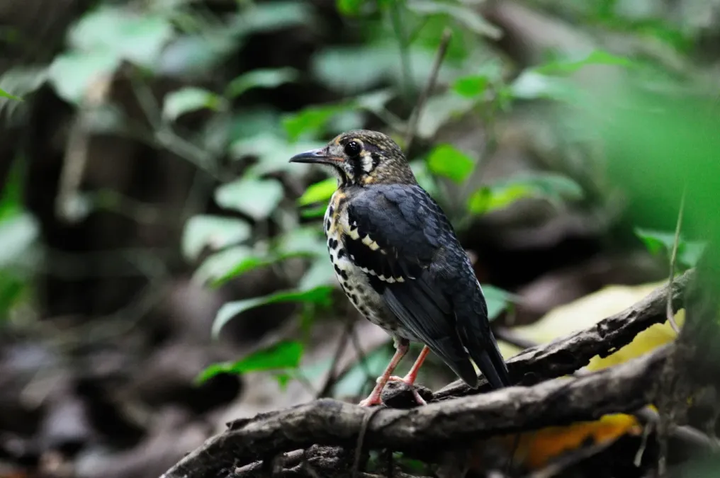 File:Geokichla cinerea.jpg