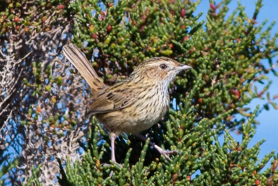 File:Striated Fieldwren (Calamanthus fuliginosus) (8079660765).jpg