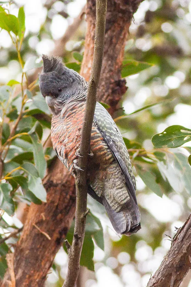 File:Gang-gang Cockatoo (Callocephalon fimbriatum) (8079600947).jpg