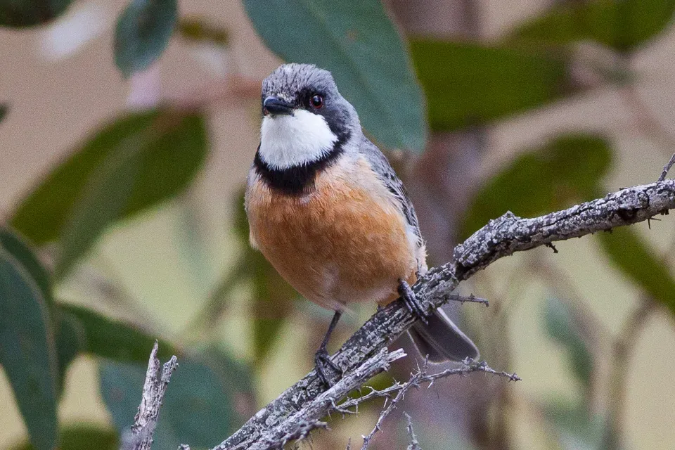 File:Rufous Whistler (Pachycephala rufiventris) (8079676600).jpg