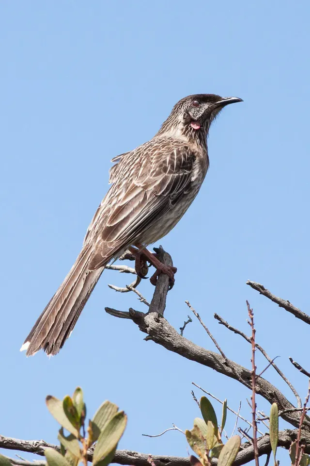 File:Red Wattlebird (Anthochaera carunculata) (8079665200).jpg
