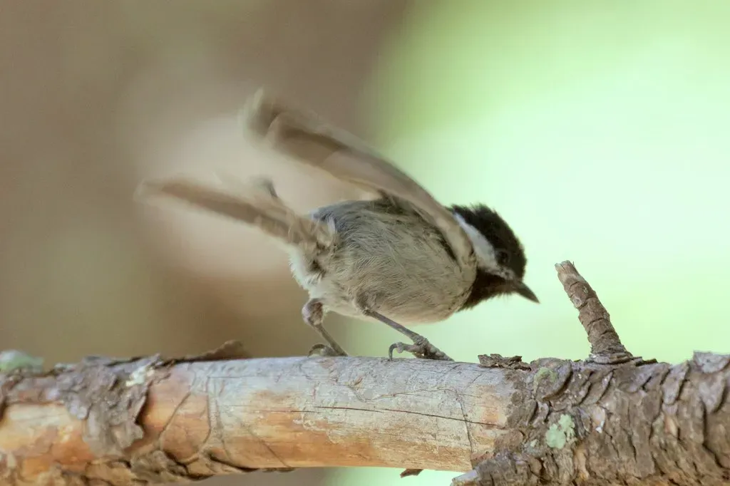 File:Poecile sclateri, Rustler Park, Arizona 2.jpg