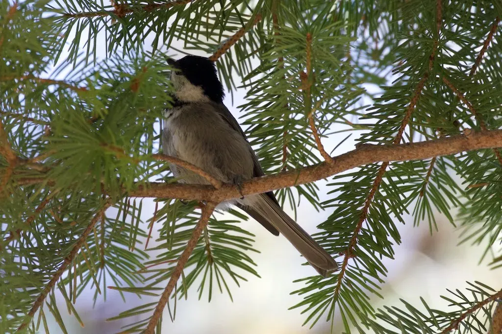 File:Poecile sclateri, Rustler Park, Arizona 3.jpg