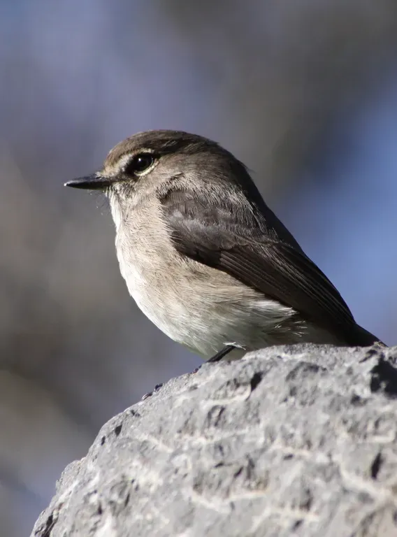 File:African dusky flycatcher (Muscicapa adusta) (5846443596).jpg
