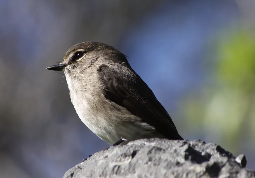 File:African dusky flycatcher (Muscicapa adusta) (5846444098).jpg