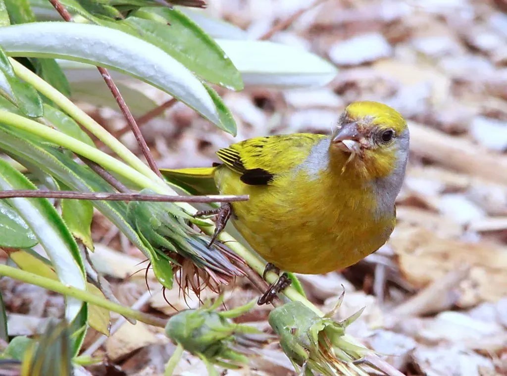 File:Cape Canary, Serinus canicollis, male at Kirstenbosch (8234945457).jpg