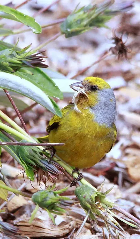 File:Cape Canary, Serinus canicollis, male at Kirstenbosch (8236008474).jpg