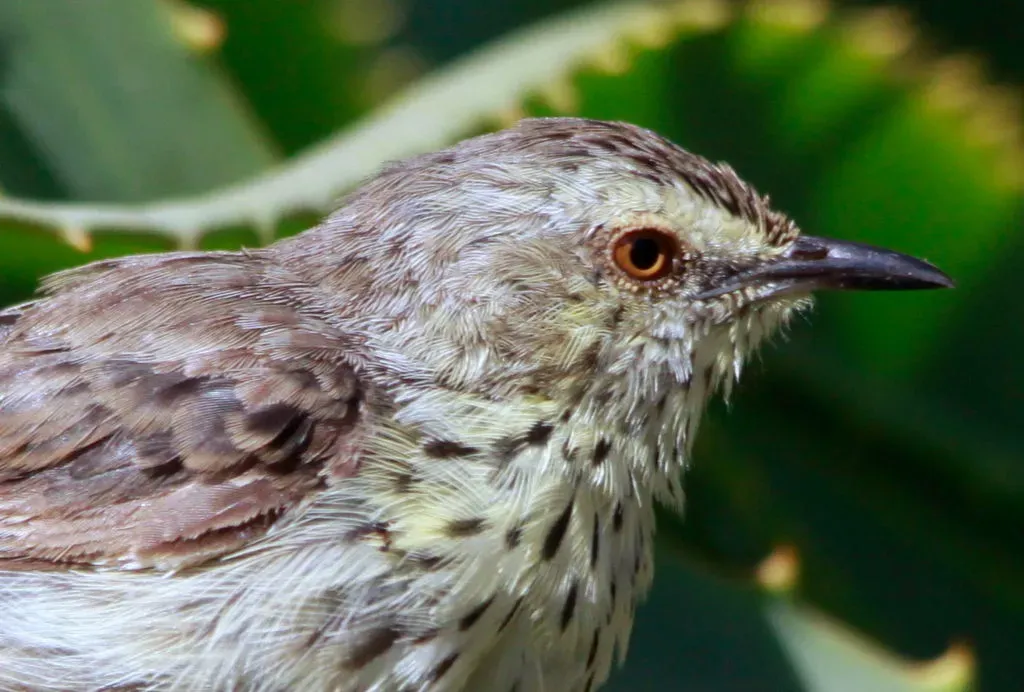 File:Karoo Prinia (Spotted Prinia), Prinia maculosa - portrait (8418500343).jpg
