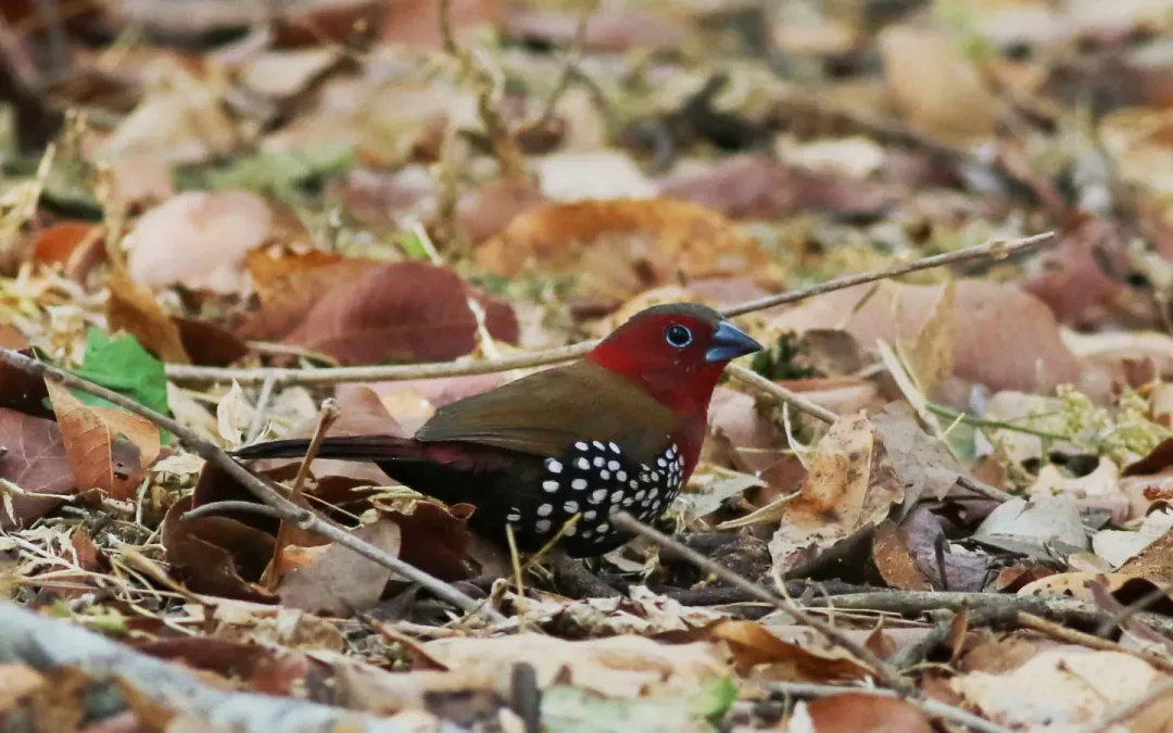 File:Red-throated twinspot, Hypargos niveoguttatus at Ewanrig Botanical Garden, Harare, Zimbabwe (21817905586).jpg