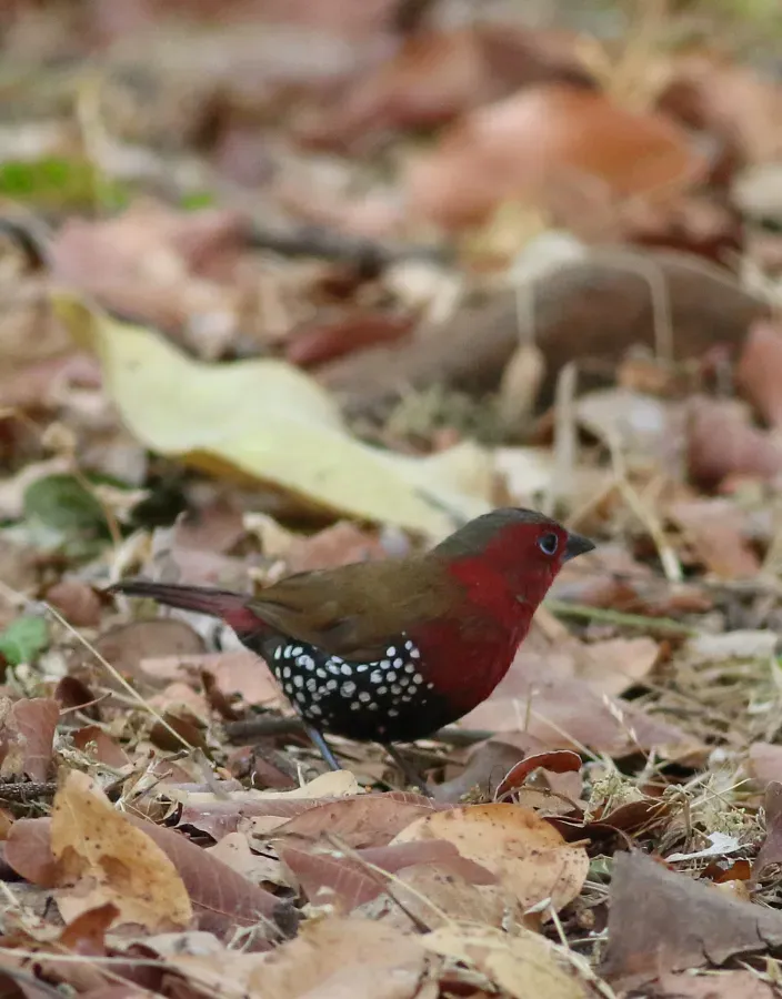 File:Red-throated twinspot, Hypargos niveoguttatus at Ewanrig Botanical Garden, Harare, Zimbabwe (21832154592).jpg