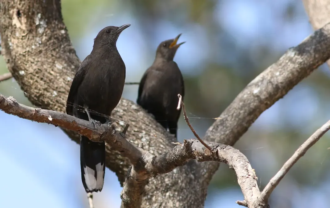 File:Boulder chat, Pinarornis plumosus, at Lake Chivero, Harare, Zimbabwe. (21905116352).jpg