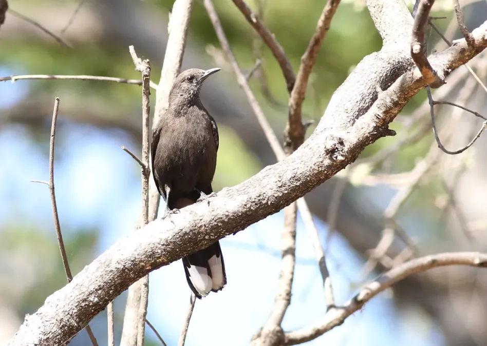 File:Boulder chat, Pinarornis plumosus, at Lake Chivero, Harare, Zimbabwe. (21730240999).jpg