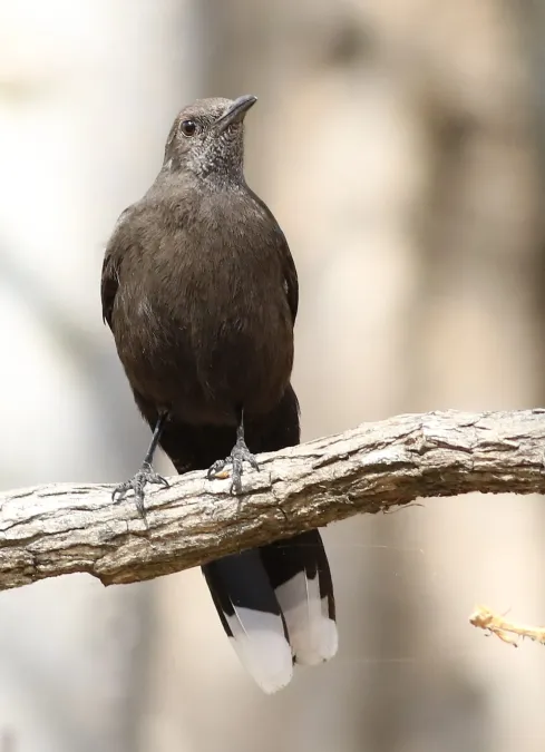 File:Boulder chat, Pinarornis plumosus, at Lake Chivero, Harare, Zimbabwe. (21294239804).jpg