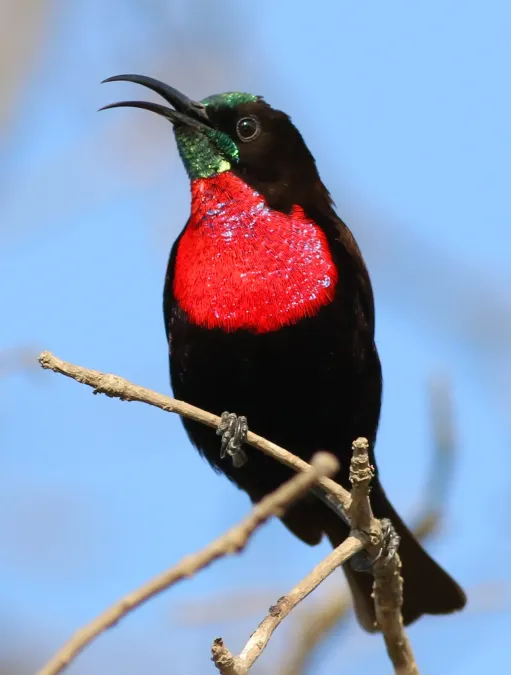 File:Scarlet-chested sunbird, Chalcomitra senegalensis, at Lake Chivero, Harare, Zimbabwe - male (21681953409).jpg