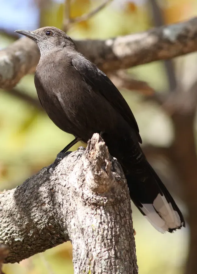 File:Boulder chat, Pinarornis plumosus, at Lake Chivero, Harare, Zimbabwe. (21294256644).jpg