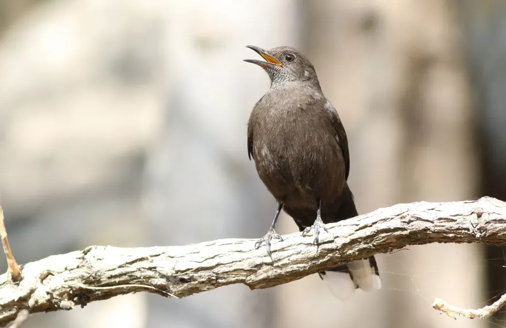 File:Boulder chat, Pinarornis plumosus, at Lake Chivero, Harare, Zimbabwe. (21295981333).jpg