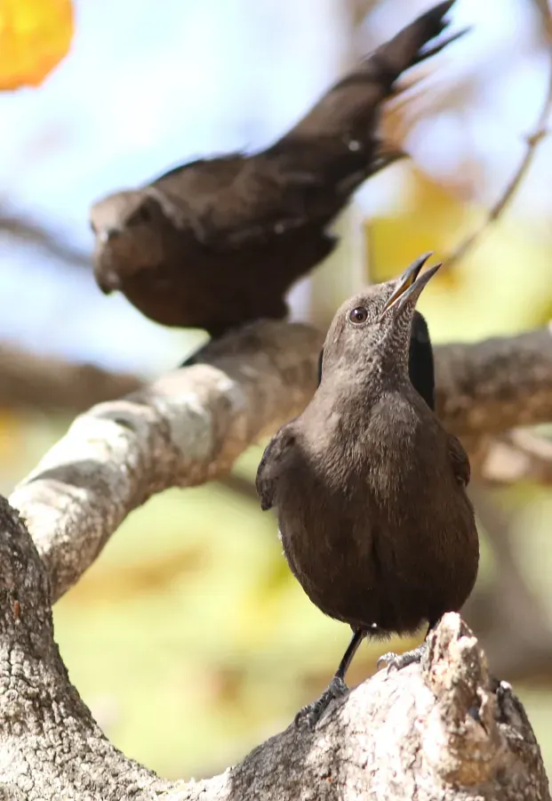 File:Boulder chat, Pinarornis plumosus, at Lake Chivero, Harare, Zimbabwe. (21890888046).jpg