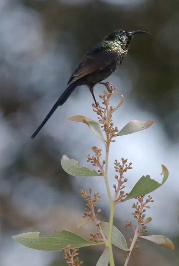 File:Bronzy sunbird, Nectarinia kilimensis, at Seldomseen, Vumba, Zimbabwe (21785602860).jpg