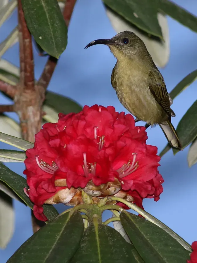 File:Olive sunbird, Cyanomitra olivacea, at Seldomseen, Vumba, Zimbabwe (21961553392).jpg