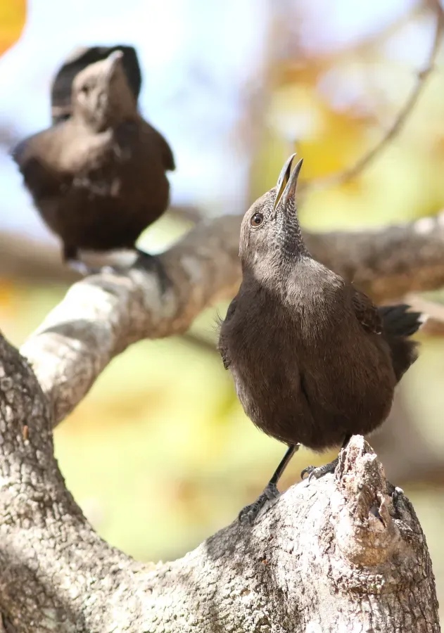 File:Boulder chat, Pinarornis plumosus, at Lake Chivero, Harare, Zimbabwe. (21729195588).jpg