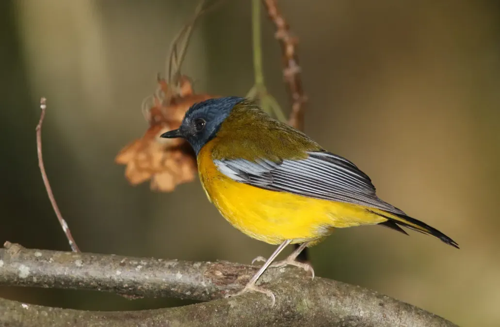File:White-starred robin, Pogonocichla stellata, at Seldomseen, Vumba, Zimbabwe (21352585543).jpg