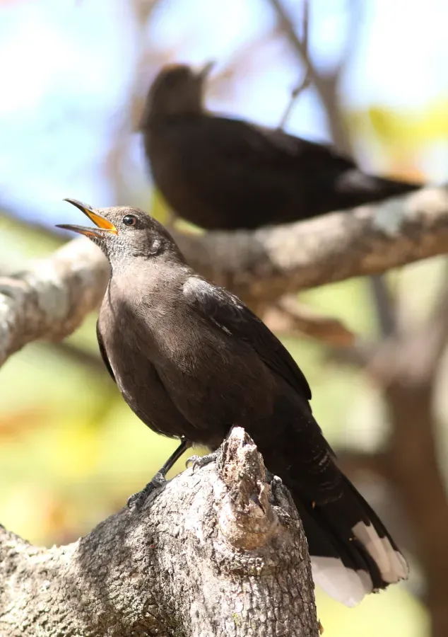 File:Boulder chat, Pinarornis plumosus, at Lake Chivero, Harare, Zimbabwe. (21926802761).jpg