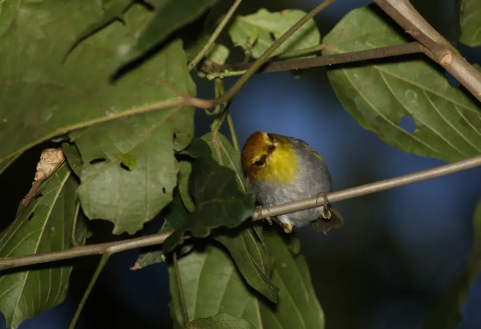 File:Yellow-throated woodland warbler, Phylloscopus ruficapilla, at Seldomseen, Vumba, Zimbabwe (21352590943).jpg