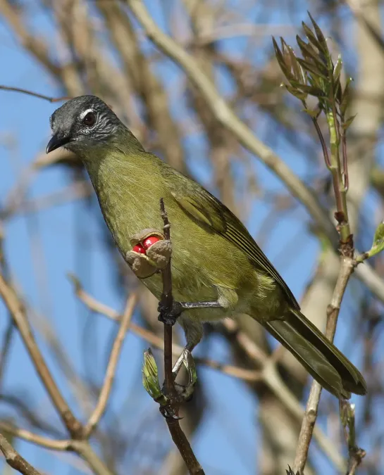 File:Stripe-cheeked greenbul, Arizelocichla milanjensis, at Seldomseen, Vumba, Zimbabwe (21970911346).jpg