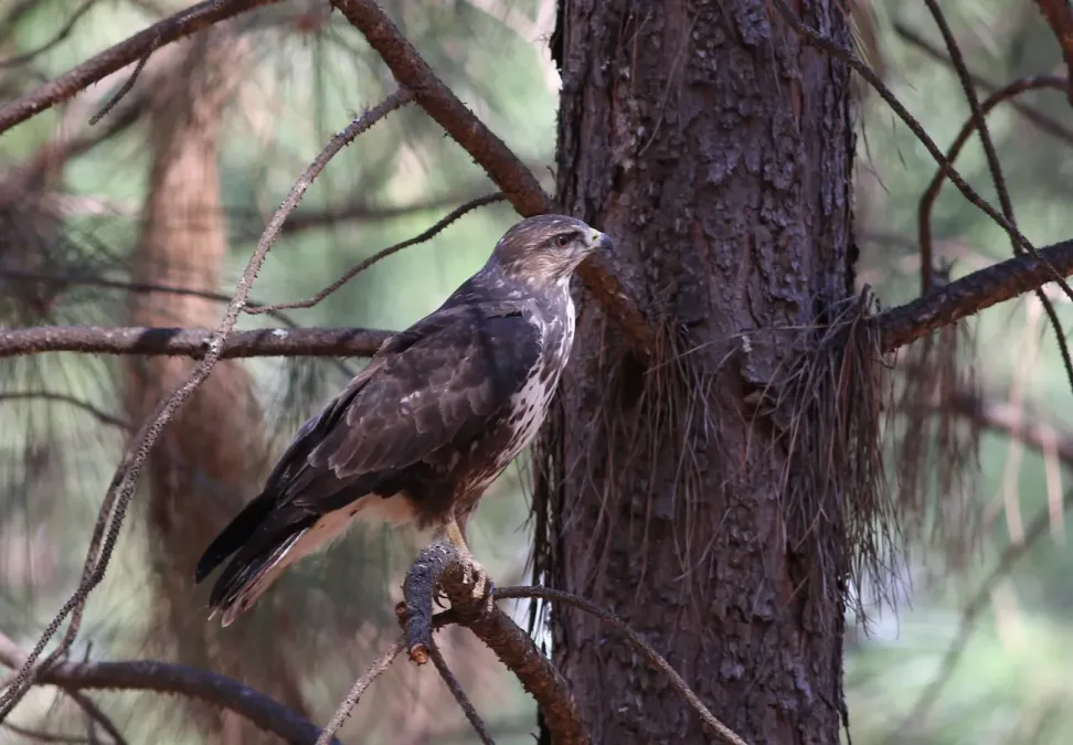File:Forest Buzzard, Buteo trizonatus, at Hangklip Forest, Makhado, Limpopo Province, South Africa (20754580325).jpg