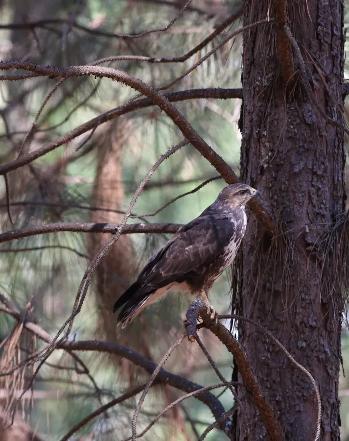 File:Forest Buzzard, Buteo trizonatus, at Hangklip Forest, Makhado, Limpopo Province, South Africa (20761518321).jpg