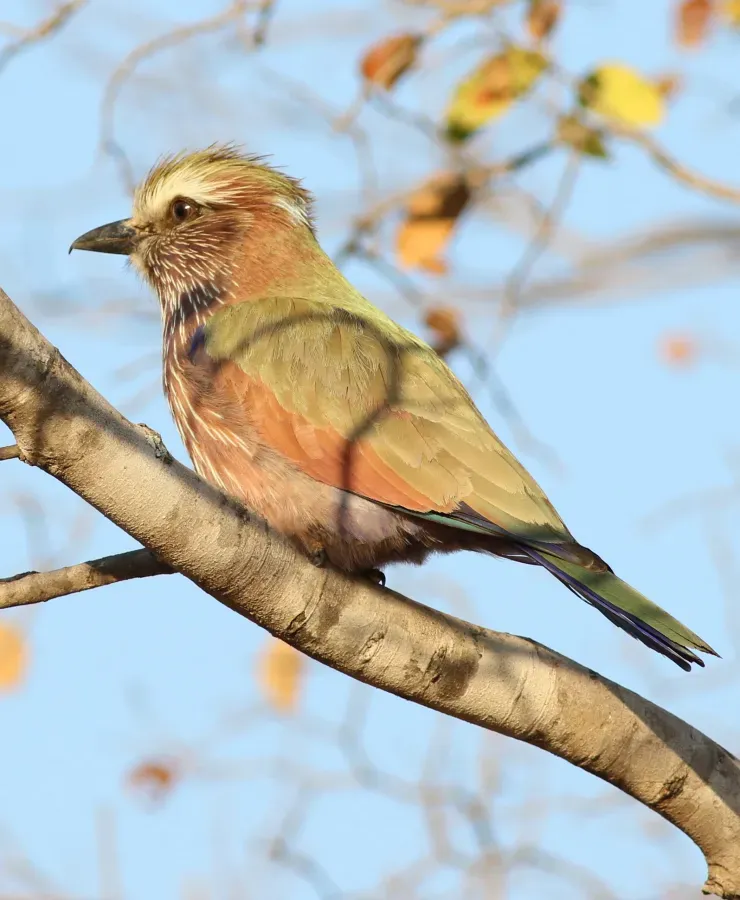 File:Purple roller, Coracias naevius, in the Punda Maria area, Kruger National Park, South Africa (22022681995).jpg