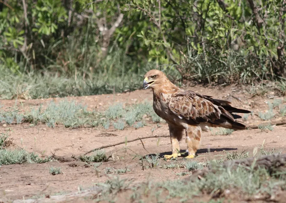 File:Tawny Eagle, Aquila rapax that we believe had caught a red billed buffalo weaver (Kruger National Park) (20181968861).jpg