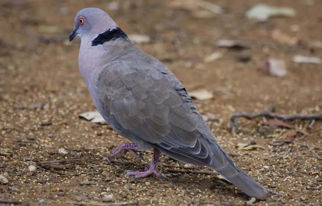 File:Mourning Collared Dove, African Mourning Dove, Streptopelia decipiens in early morning in Kruger National Park (19603962814).jpg
