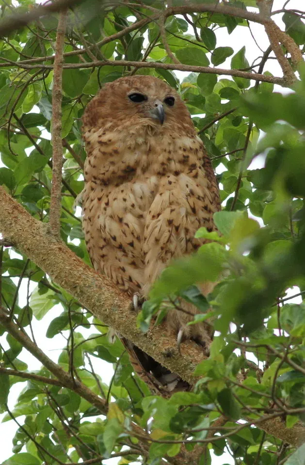 File:Pel's fishing owl, Scotopelia pel, at uMkhuze Game Reserve, kwaZulu-Natal, South Africa (15382813642).jpg