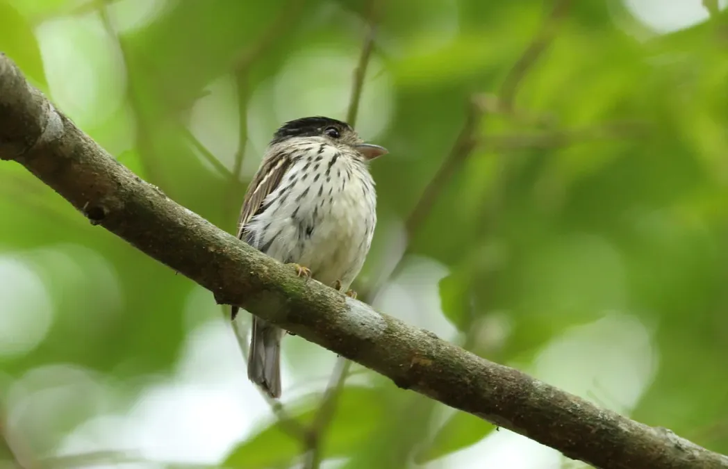 File:African broadbill, Smithornis capensis, at uMkhuze Game Reserve, kwaZulu-Natal, South Africa (15208343607).jpg