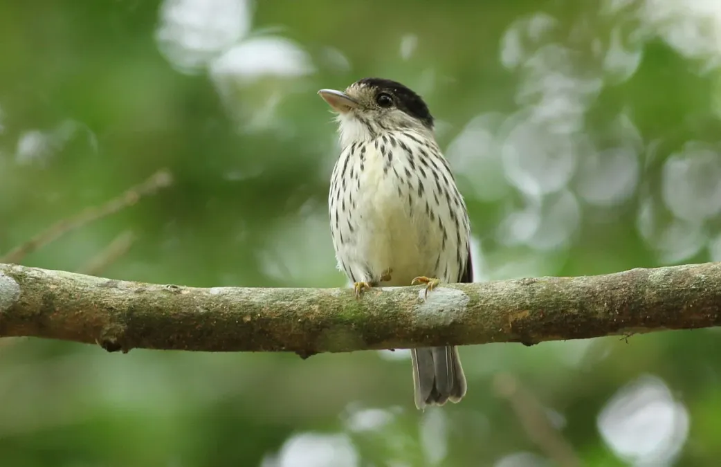 File:African broadbill, Smithornis capensis, at uMkhuze Game Reserve, kwaZulu-Natal, South Africa (15208104869).jpg