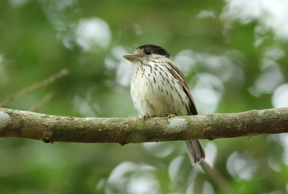 File:African broadbill, Smithornis capensis, at uMkhuze Game Reserve, kwaZulu-Natal, South Africa (15394526412).jpg