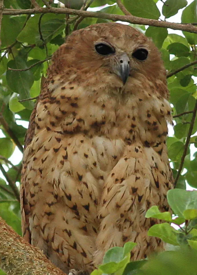 File:Pel's fishing owl, Scotopelia pel, at uMkhuze Game Reserve, kwaZulu-Natal, South Africa (15360104596).jpg