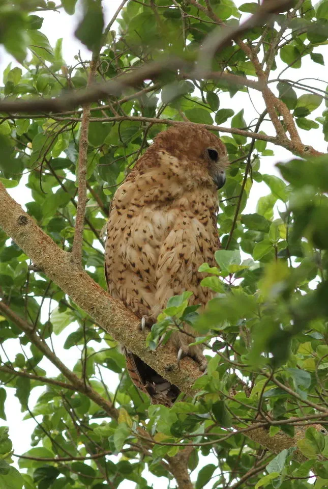 File:Pel's fishing owl, Scotopelia pel, at uMkhuze Game Reserve, kwaZulu-Natal, South Africa (15382810902).jpg