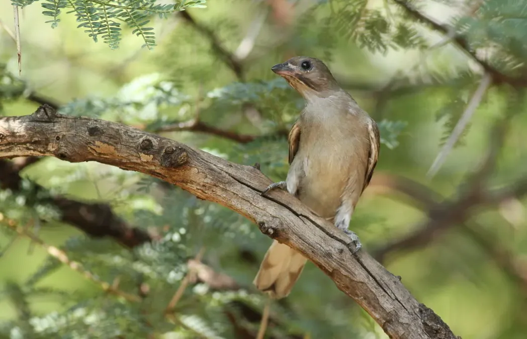 File:Lesser honeyguide, Indicator minor, at Pilanesberg National Park, South Africa (15809821907).jpg